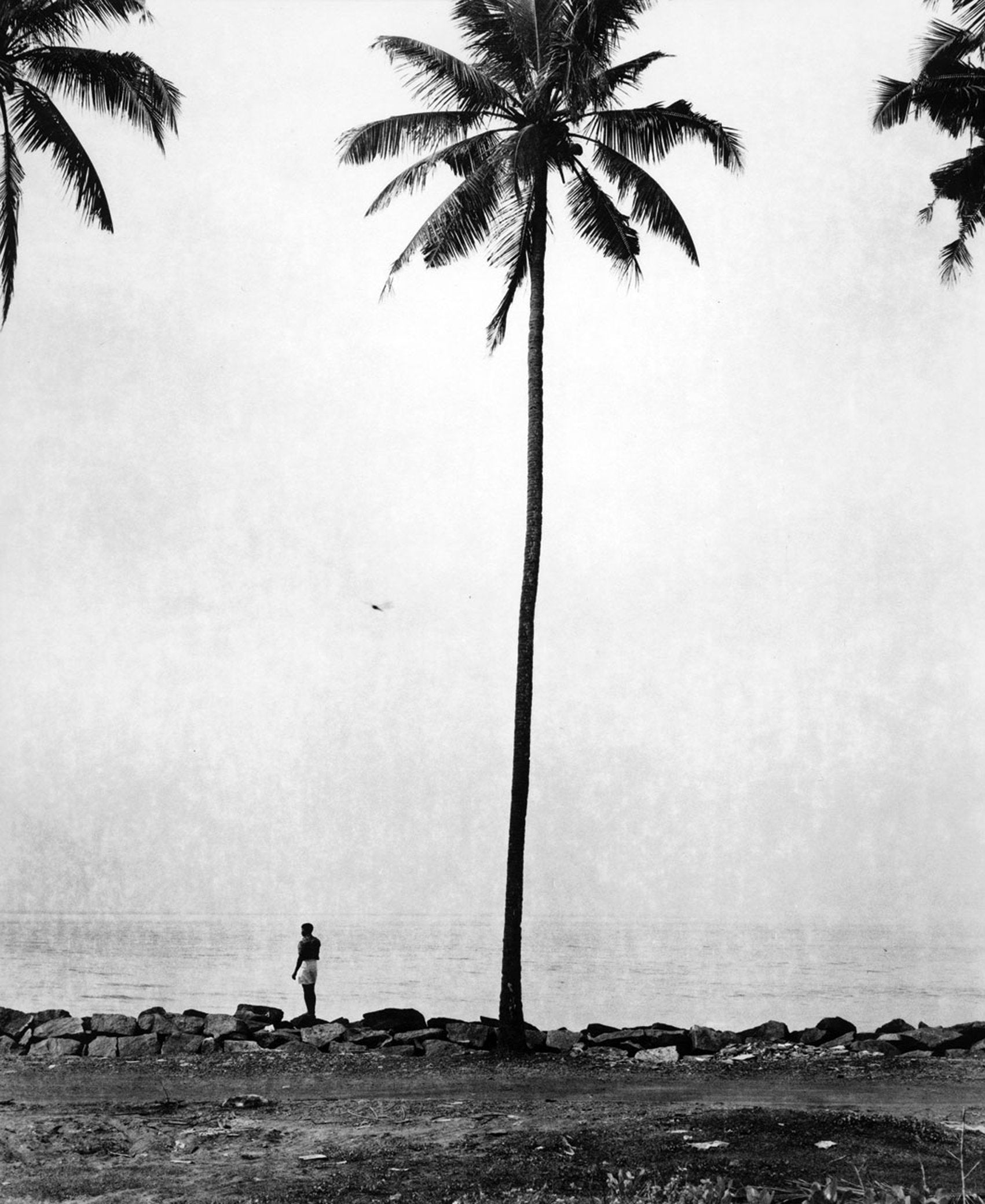 Coconut Tree by Dhagpo Lobsang