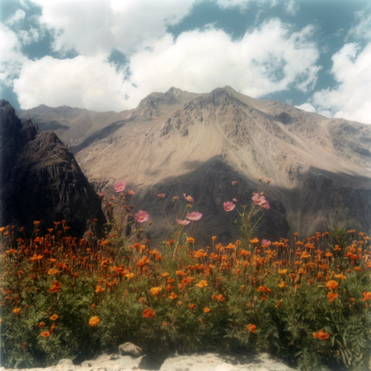 Ladakh Flower by Dhagpo Lobsang