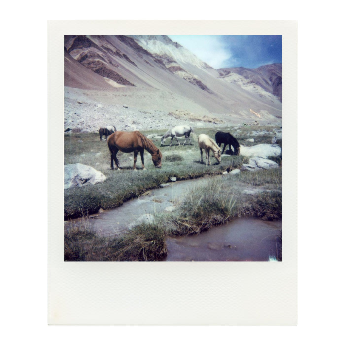 Ladakh Nomad Horses Polaroid by Dhagpo Lobsang
